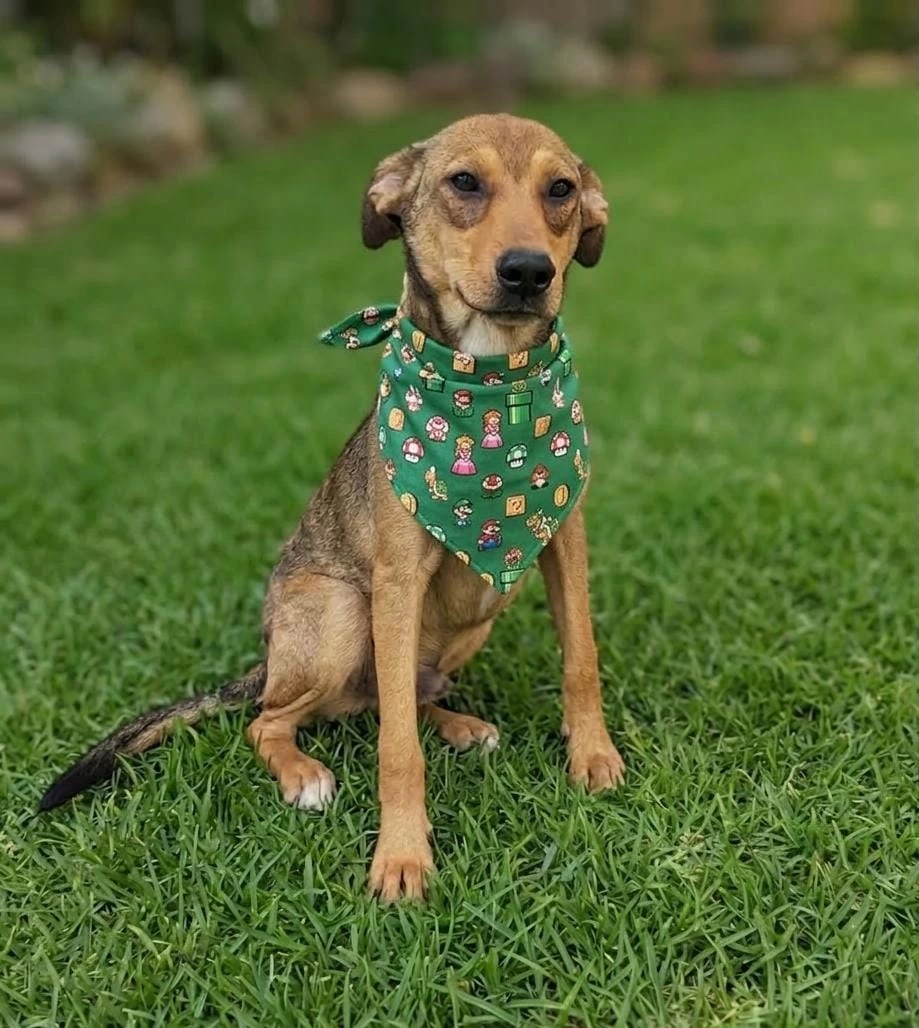 Evento de adoção de cães do Canil Municipal de Sorocaba acontecerá no Carrefour Sônia Maria neste sábado (30)