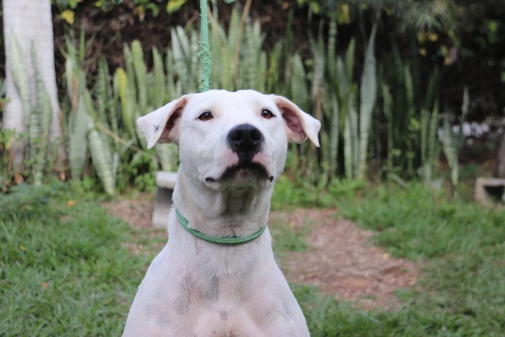 Prefeitura de Sorocaba promove de adoção de cães no Jardim Brasilândia neste sábado (14)