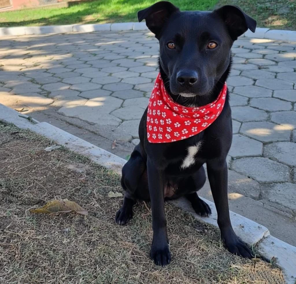 Evento de adoção de cães do Canil Municipal ocorrerá no Parque Campolim neste sábado (23)