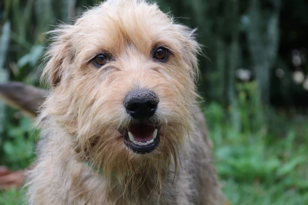 Abertas as inscrições para castração gratuita de cães e gatos em Sorocaba no mês de setembro
