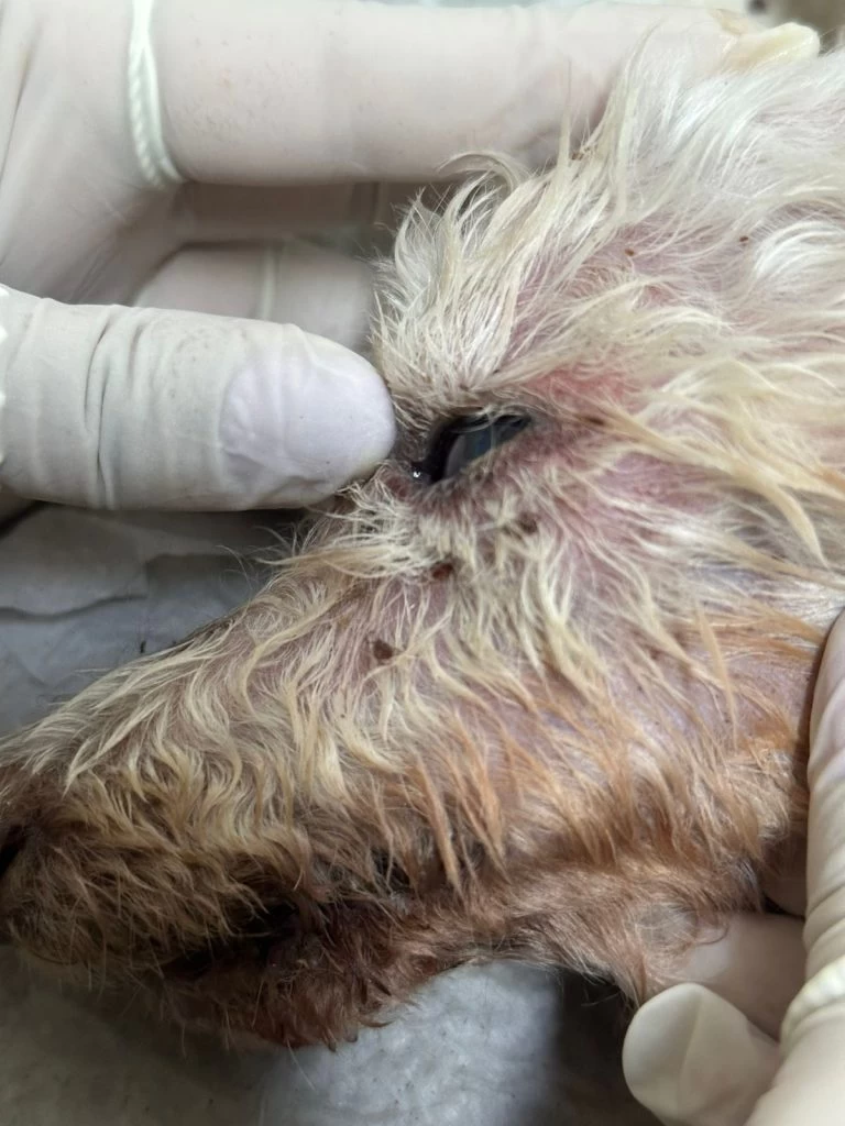 Tutora de cachorro atendido no Hospital Veterinário de Sorocaba é encaminhada à polícia por flagrante de maus-tratos