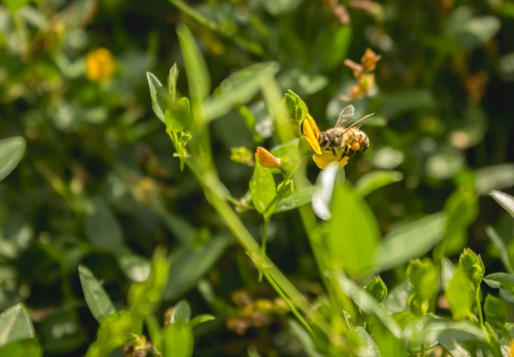 Curso de férias do Jardim Botânico de Sorocaba ocorre na próxima semana
