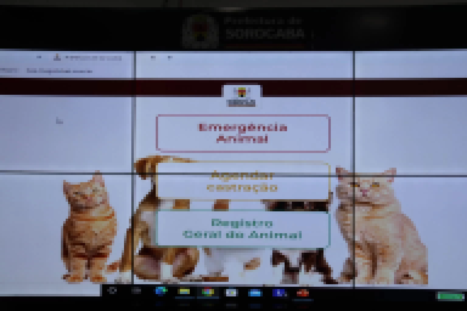 Prefeitura de Sorocaba lança sistema on-line voltado ao bem-estar animal