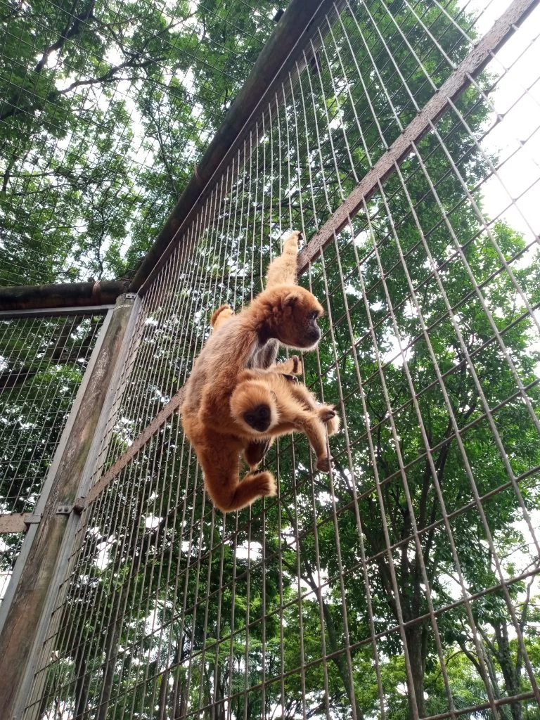 Zoológico Municipal de Sorocaba abre agendamento para visitas guiadas a escolas e instituições neste segundo semestre