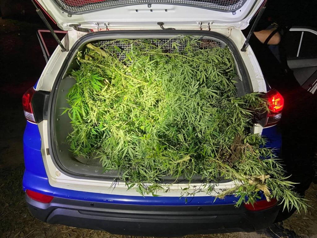 GCM localiza plantação de maconha em área de preservação no Jardim Santa Marina