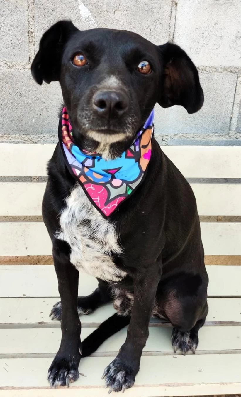 Feira de adoção de cães do Canil Municipal ocorrerá no Parque das Águas neste sábado (24)