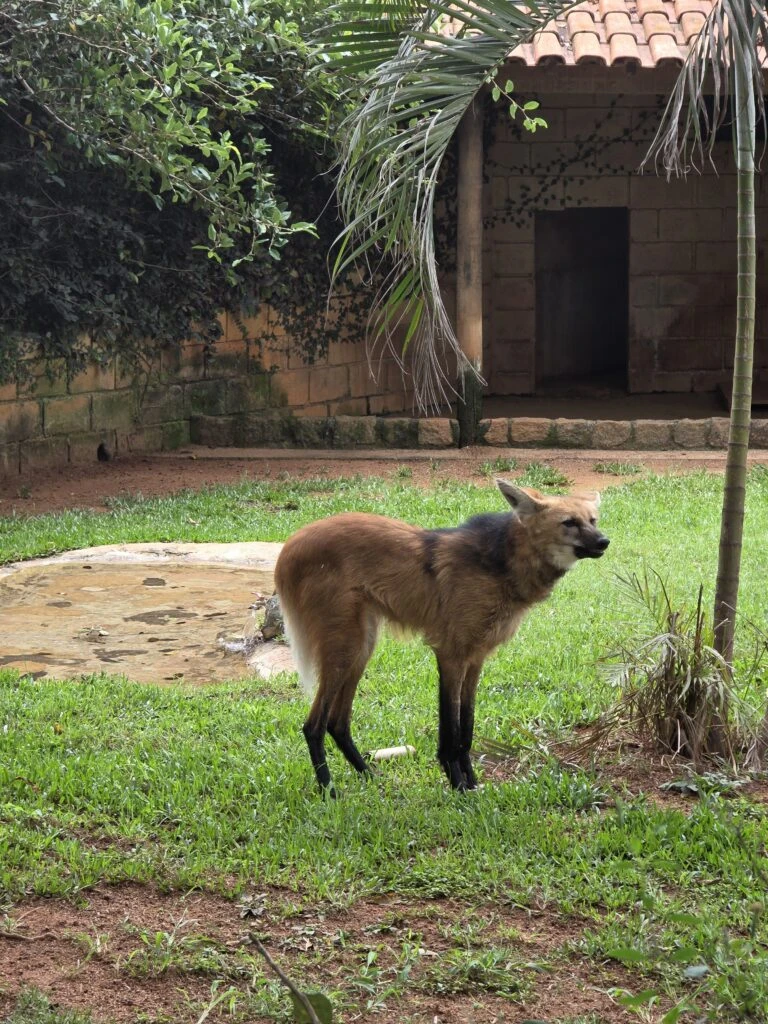 Dia do Lobo-Guará reúne mais de 1.800 pessoas em programação educativa no Zoo de Sorocaba
