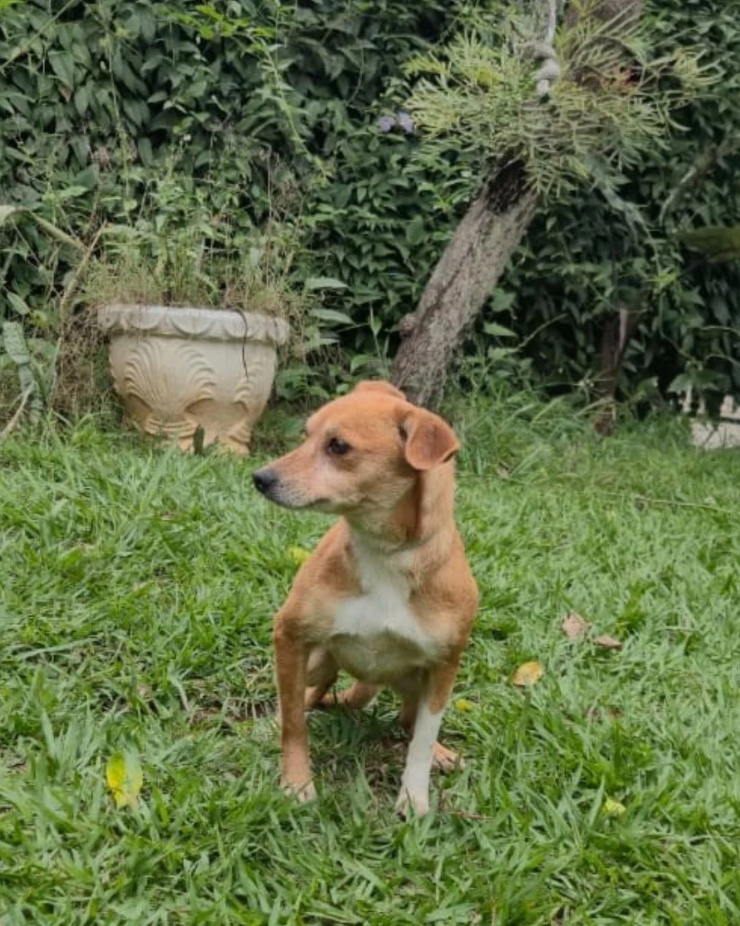 CEAGESP recebe evento de adoção de cães do Canil Municipal de Sorocaba nesta sexta (12)