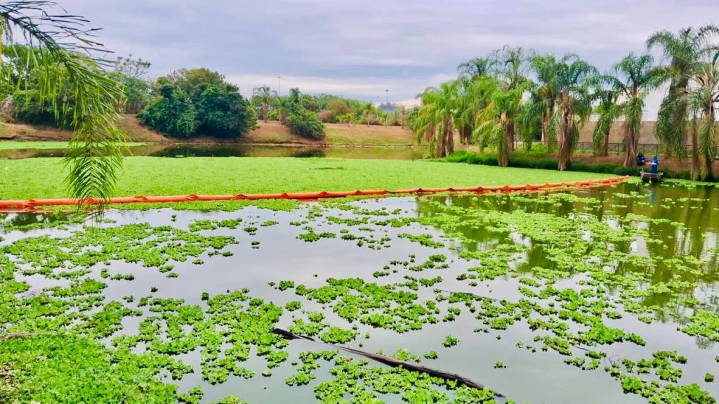 Saae/Sorocaba faz limpeza e remoção de plantas aquáticas no Reservatório de Detenção de Cheias (RDC) no Jardim Abaeté