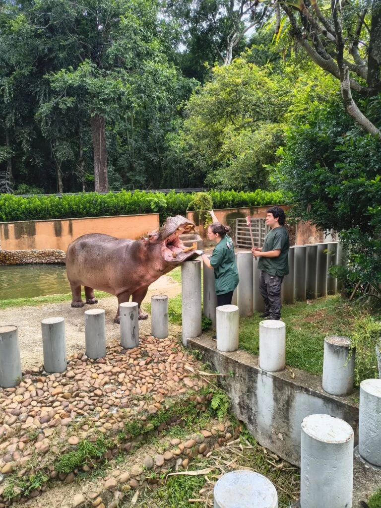 Zoológico de Sorocaba celebrou o Dia do Hipopótamo