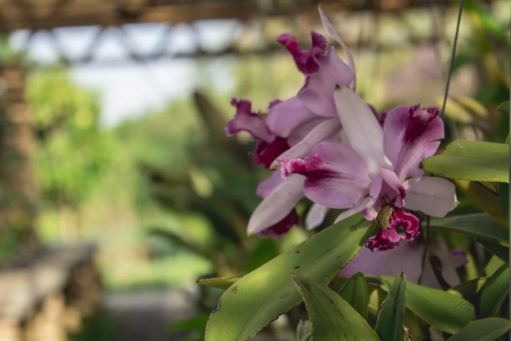 Oficina de cultivo de orquídeas é realizada no Jardim Botânico de Sorocaba neste sábado (8)