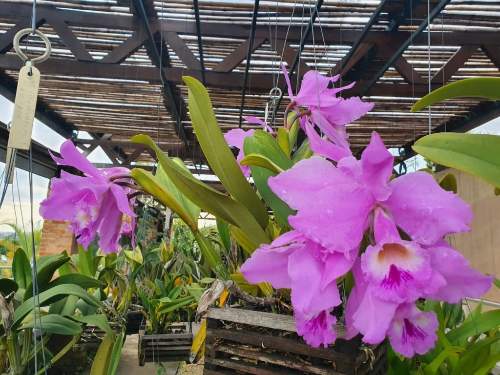 Encontro do Círculo Orquidófilo Sorocabano ocorre no Jardim Botânico neste domingo (17)