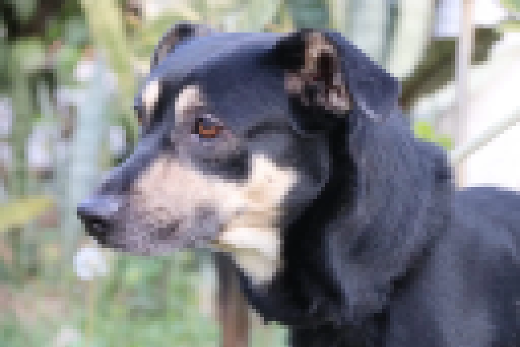 Feira de adoção de cães é levada ao Parque das Águas