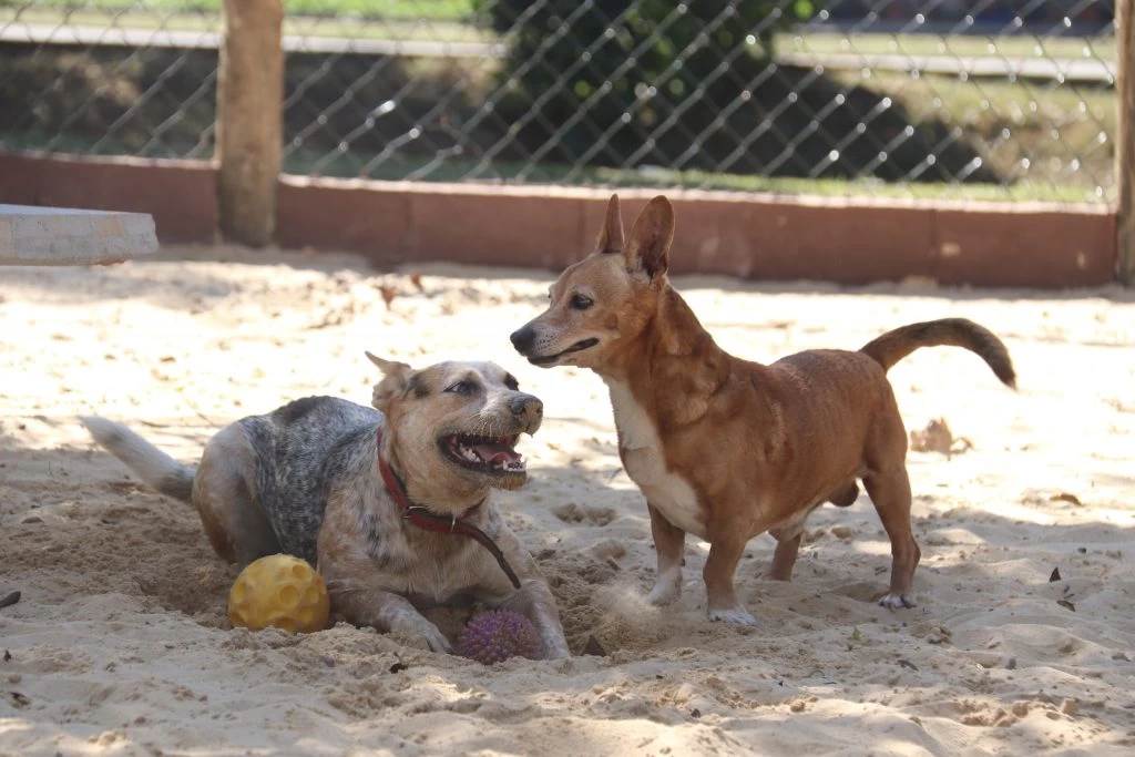 Prefeitura de Sorocaba abre inscrições para Plano Preventivo de Cremação Pet gratuito