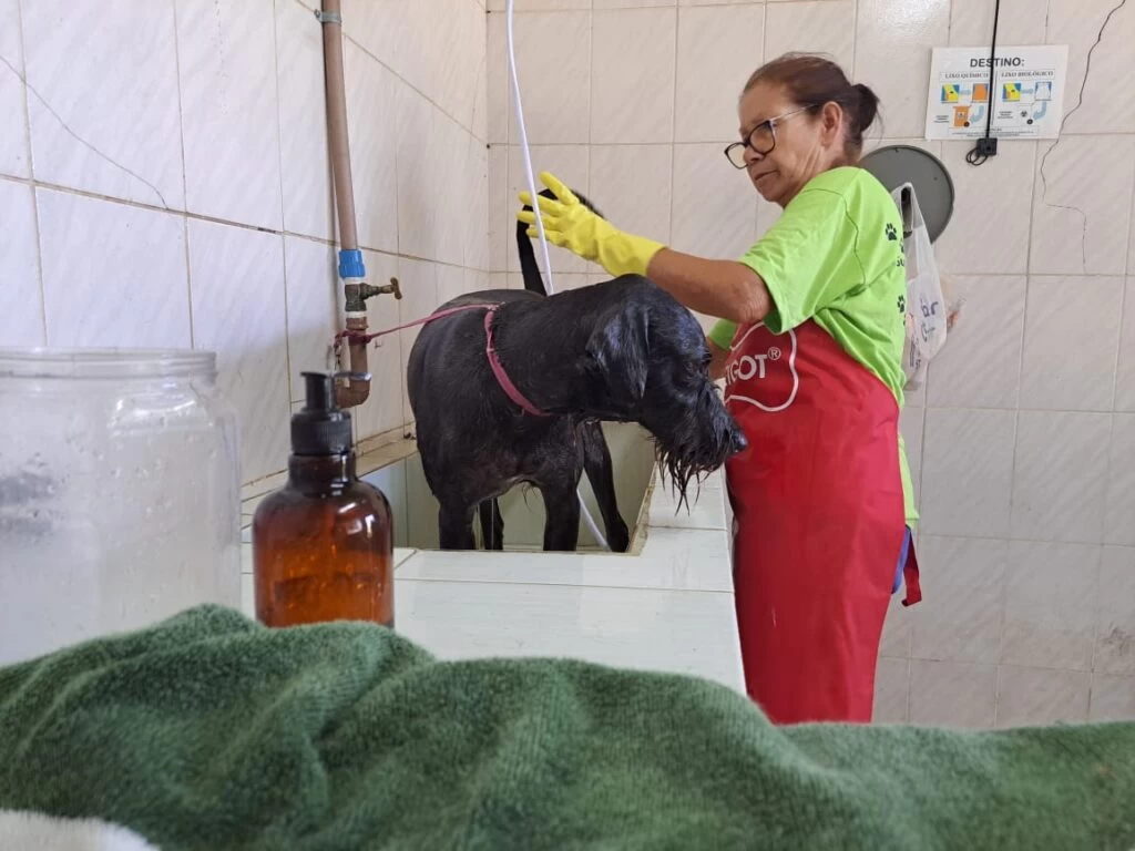 Voluntários oferecem atendimento especial aos cães do Canil Municipal de Sorocaba