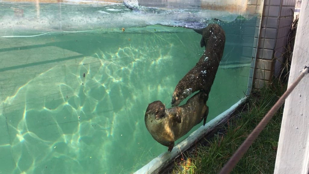 Dia Mundial da Lontra tem programação especial no Zoológico Municipal de Sorocaba