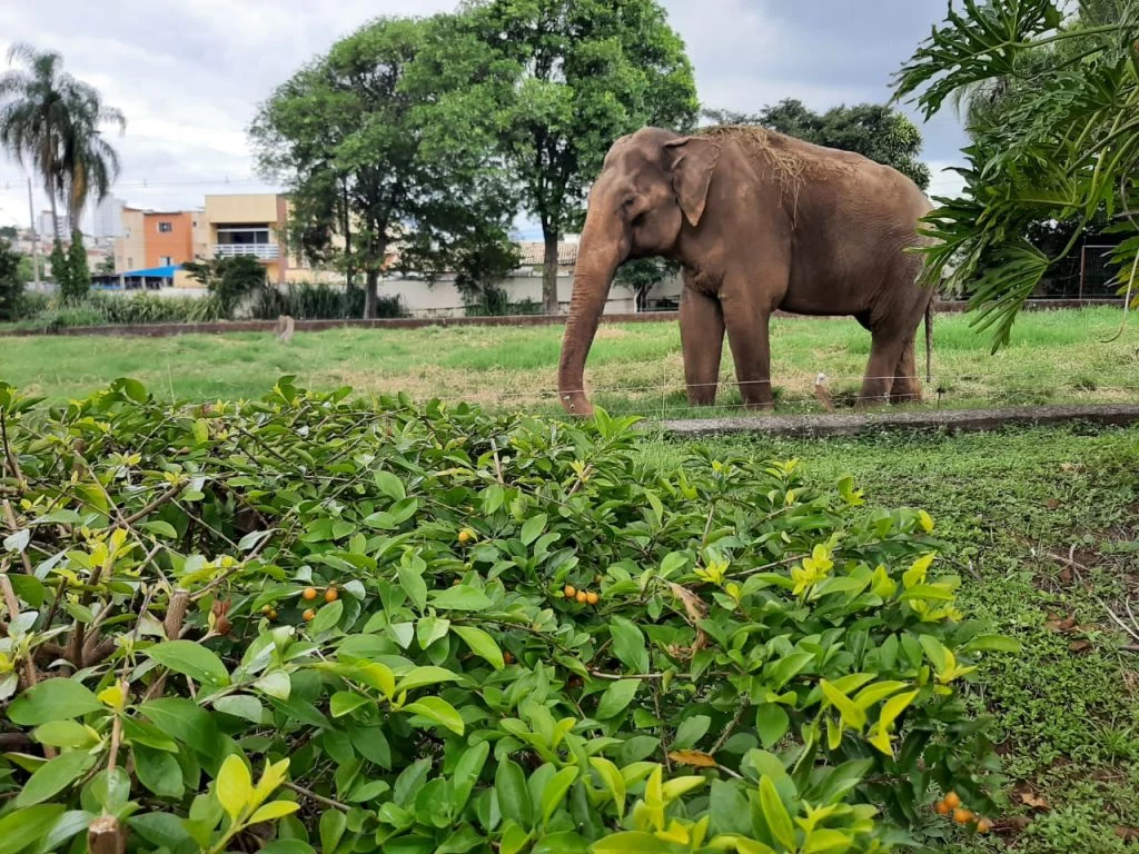 Preparação para transferência do elefante Sandro do Zoológico de Sorocaba para Santuário tem início