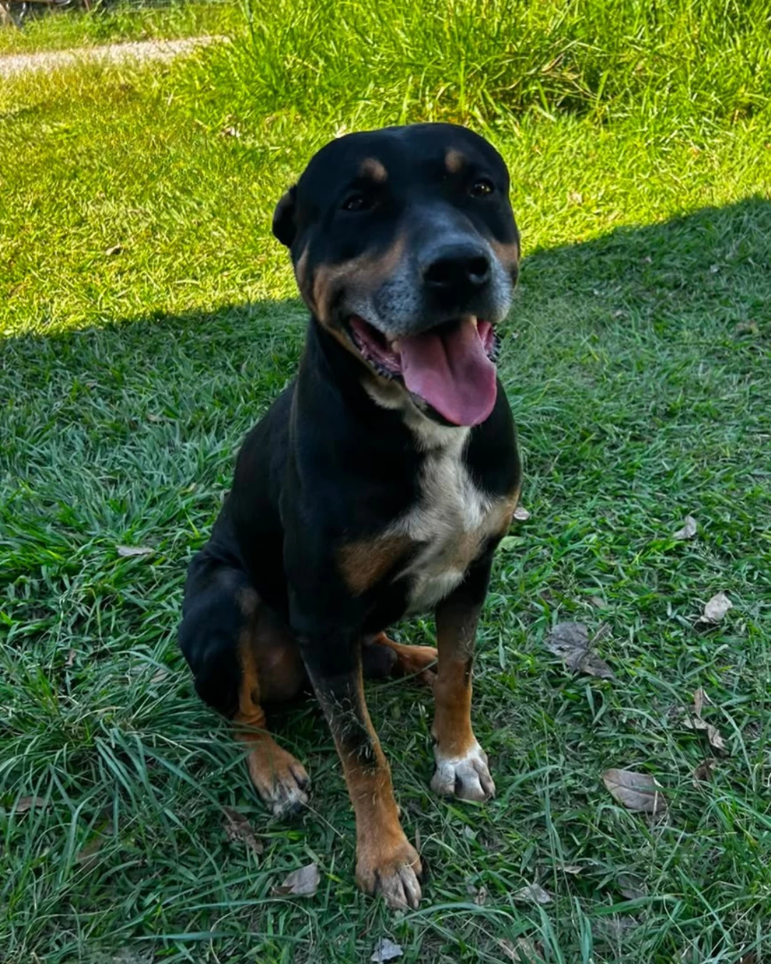 Canil Municipal de Sorocaba é aberto para adoção responsável de cães e gatos no dia 29 de agosto