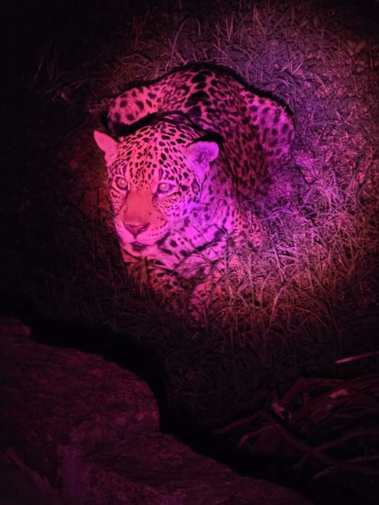 Zoológico de Sorocaba terá Visitas Monitoradas Noturnas no mês de julho
