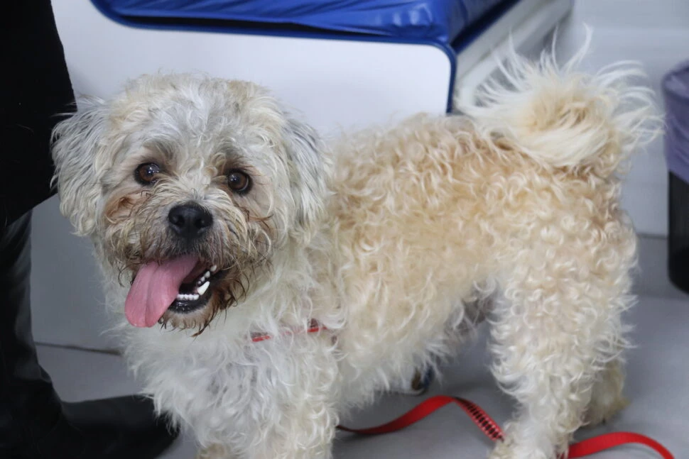 Consultório Veterinário Móvel leva saúde e bem-estar a cães e gatos de diferentes regiões de Sorocaba