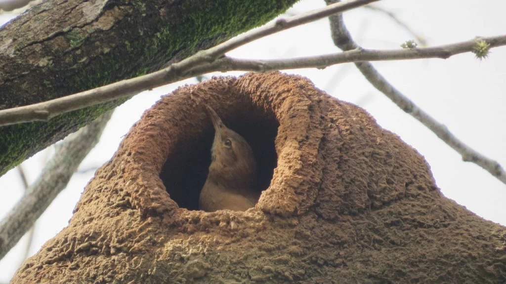 Coaves Kids tem encontro no Parque da Água Vermelha no dia 21 de fevereiro