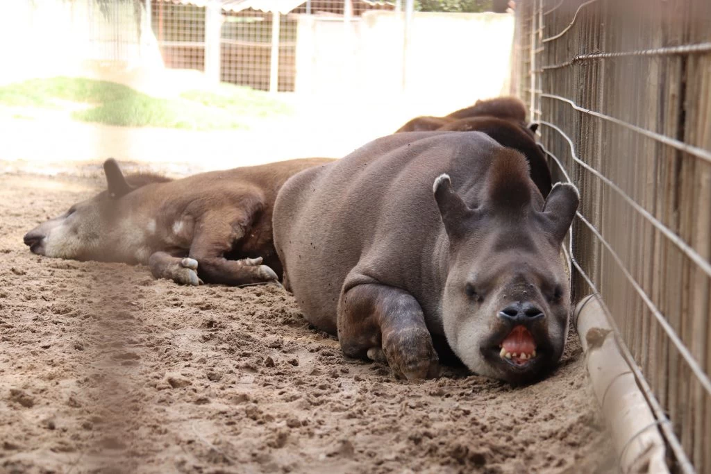 Zoológico Municipal de Sorocaba oferece tradicional curso de férias na próxima semana
