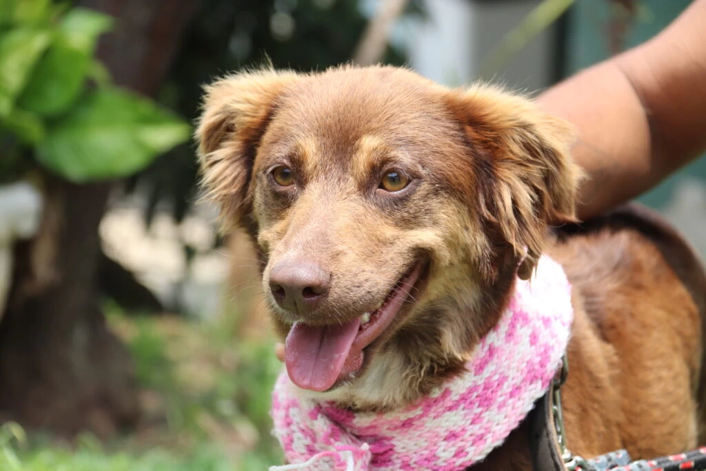 Blitz Dezembro Verde em Sorocaba trata sobre maus-tratos e abandono de animais domésticos