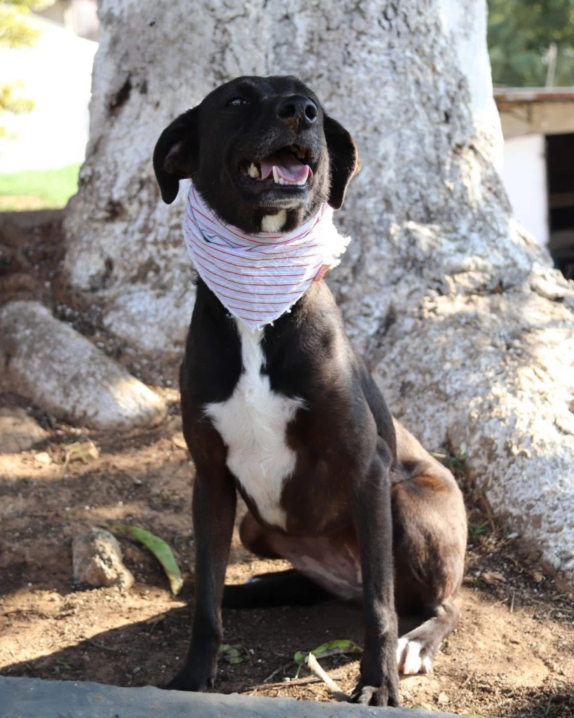 Prefeitura de Sorocaba leva feira de adoção de cães ao Carrefour Sônia Maria neste sábado (18)