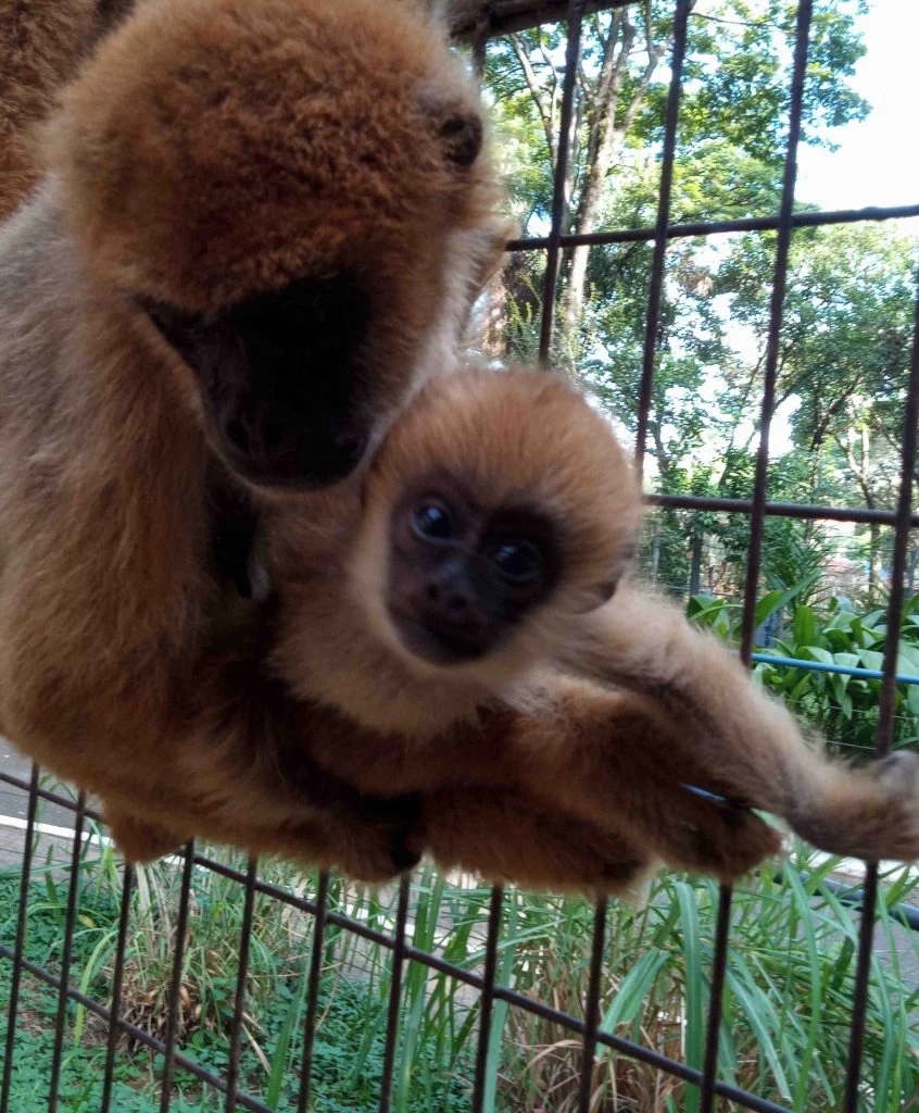 Zoológico Municipal “Quinzinho de Barros” comemora o nascimento de um filhote da espécie muriqui-do-sul
