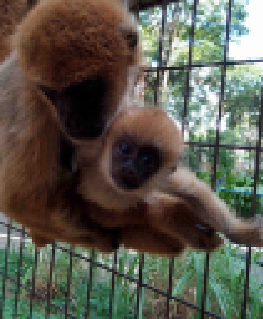Zoológico Municipal “Quinzinho de Barros” comemora o nascimento de um filhote da espécie muriqui-do-sul