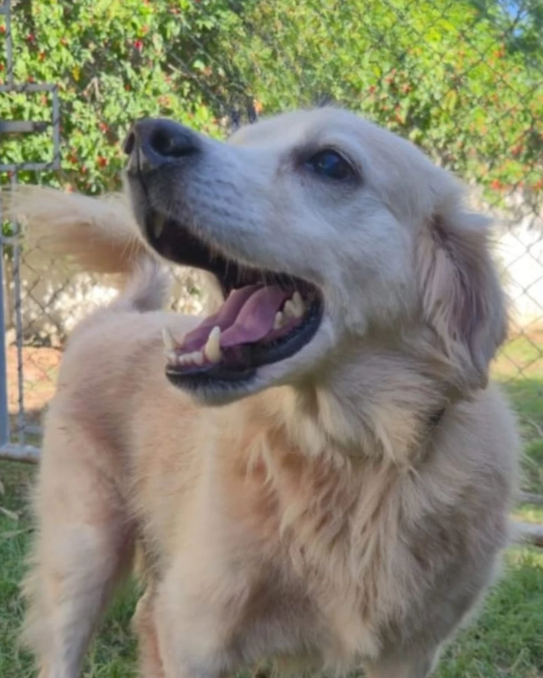 CEAGESP recebe evento de adoção de cães do Canil Municipal de Sorocaba nesta sexta (3)