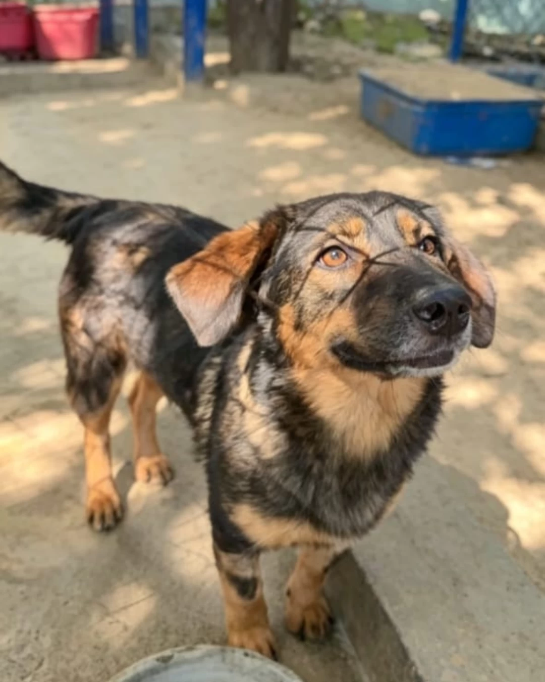Evento de adoção de cães e gatos do Canil Municipal de Sorocaba estará no Carrefour Sônia Maria nesta sexta-feira (22)