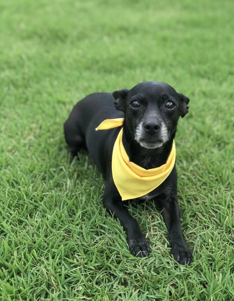 Feira de adoção de cães do Canil Municipal é realizada no Parque Campolim neste sábado (28)