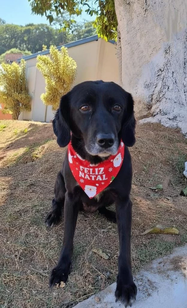 Prefeitura de Sorocaba abre inscrições para castração gratuita de cães e gatos no mês de maio