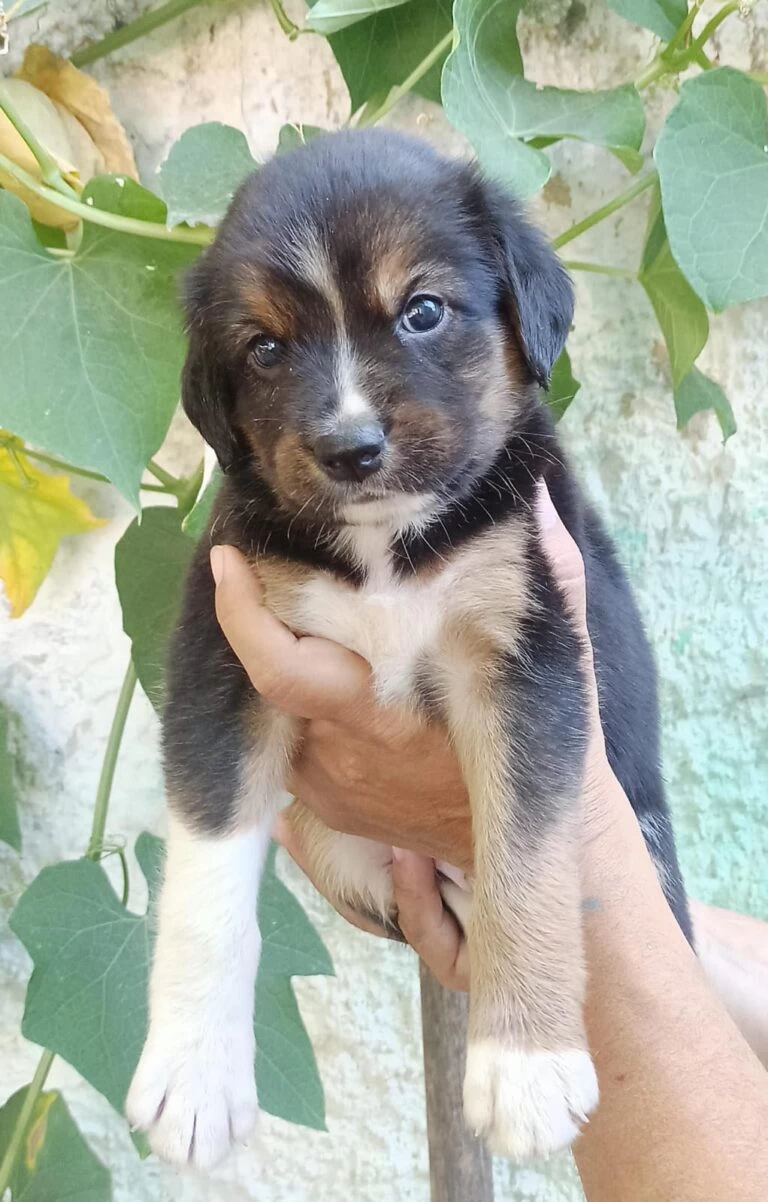 Feira de adoção de cães filhotes é levada à Praça Coronel Fernando Prestes nesta sexta-feira (15)