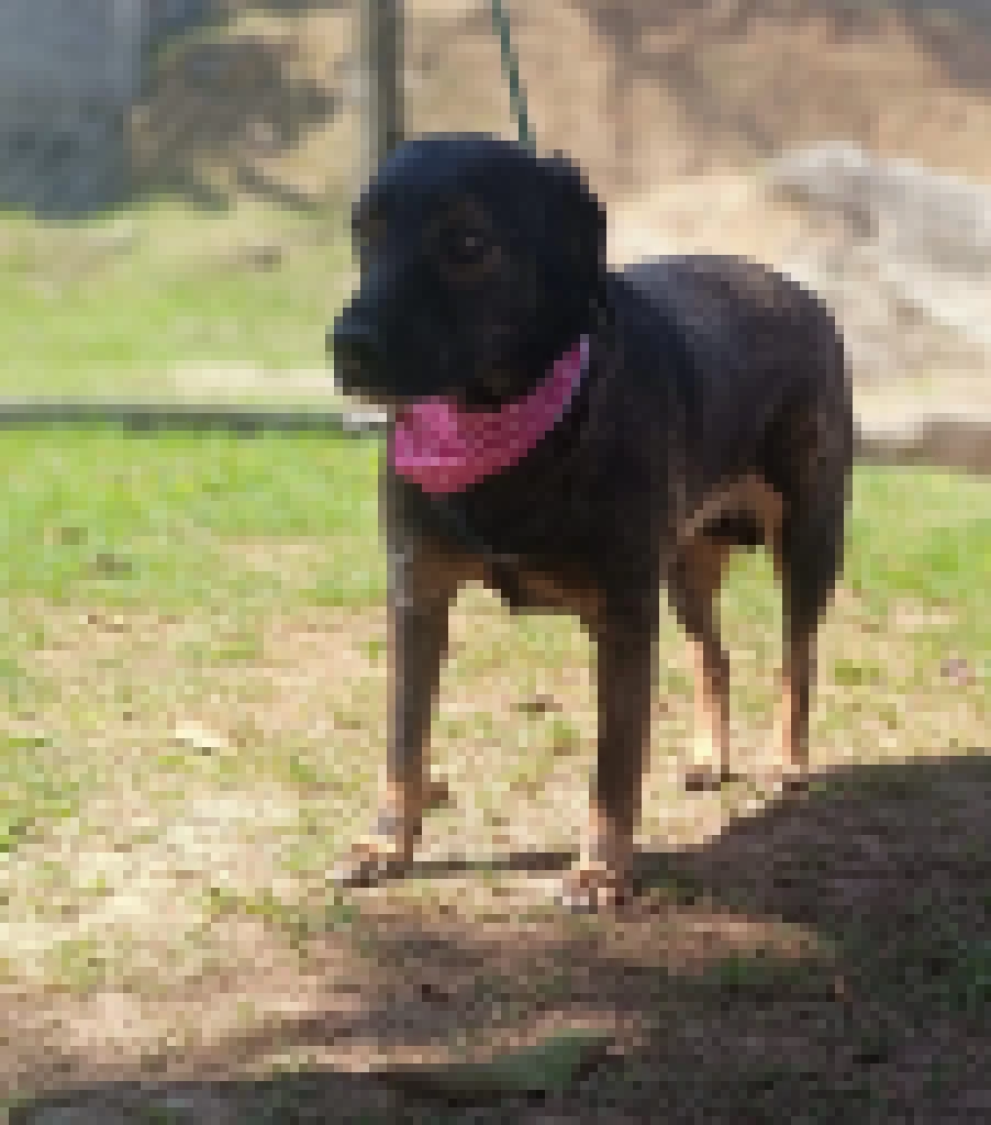 Feira de adoção de cães da Prefeitura de Sorocaba acontece no Pátio Cianê Shopping neste sábado (04/05)