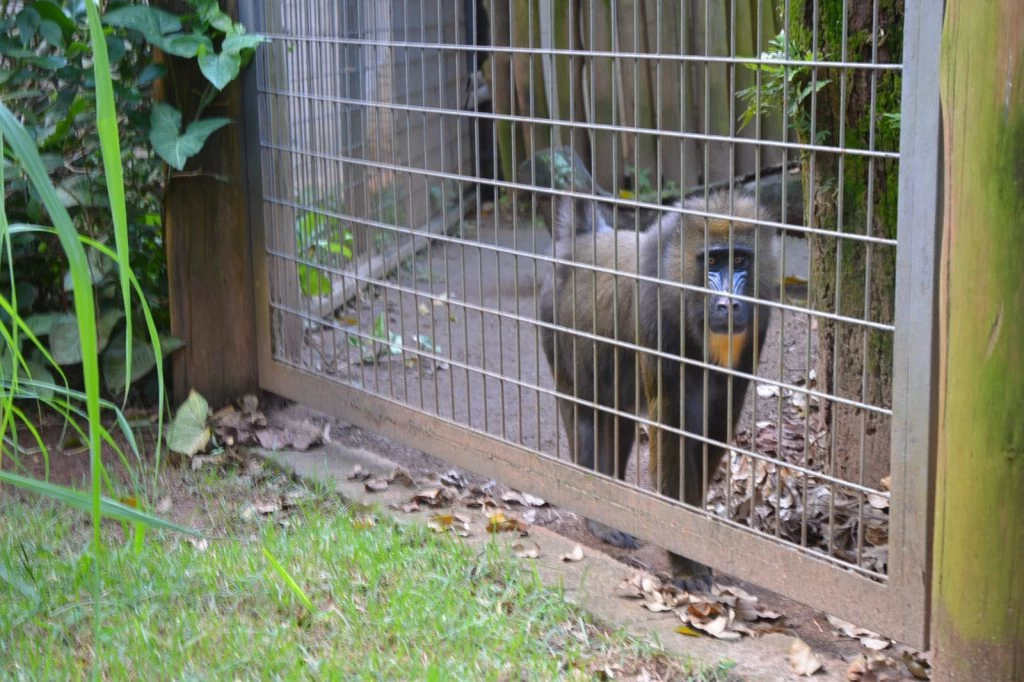 Zoológico de Sorocaba promove programação especial em comemoração ao Dia do Trabalho