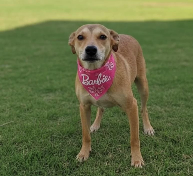 Parque das Águas recebe a feira de adoção de cães do Canil Municipal neste sábado (4)