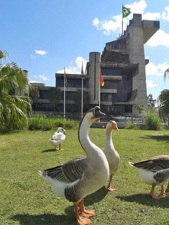 Nota – Transferência de aves do lago do Parque do Paço Municipal