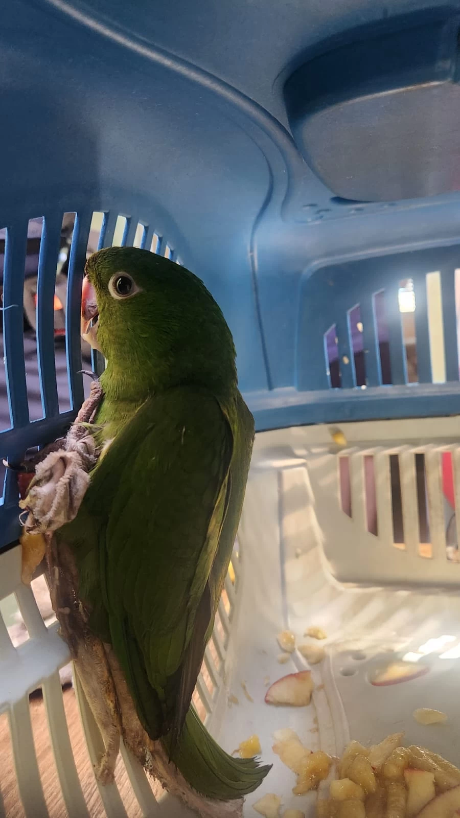 GCM resgata maritaca ferida e encaminha para atendimento especializado