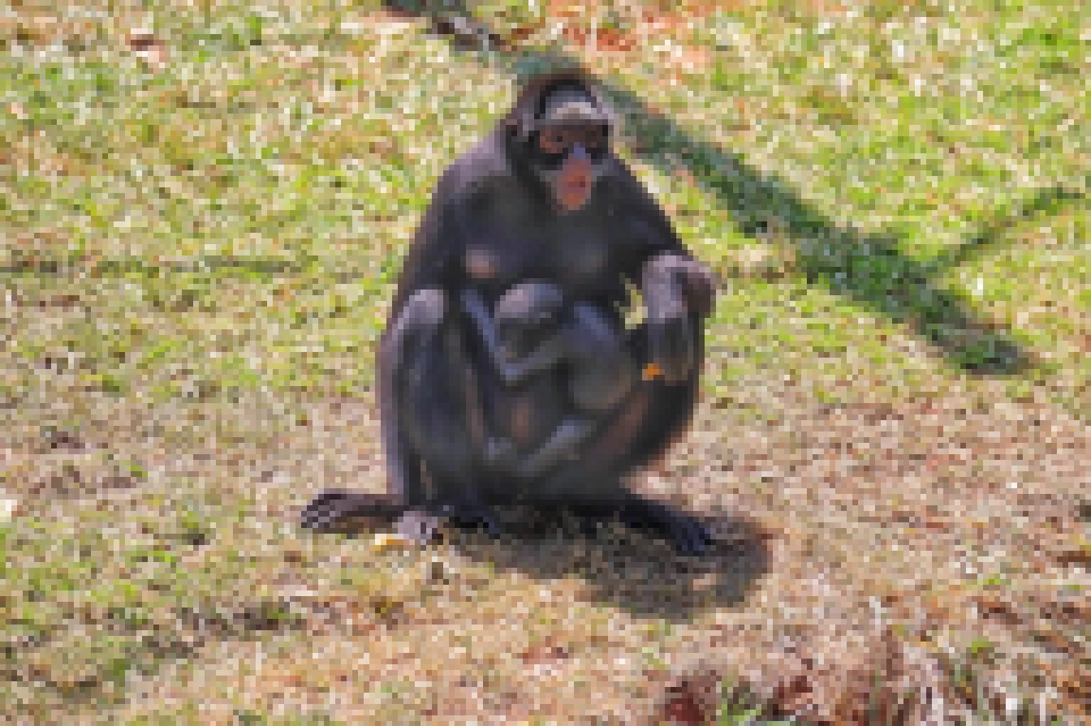 Nome do filhote de macaco-aranha-da-testa-branca do Zoo de Sorocaba será escolhido por votação on-line