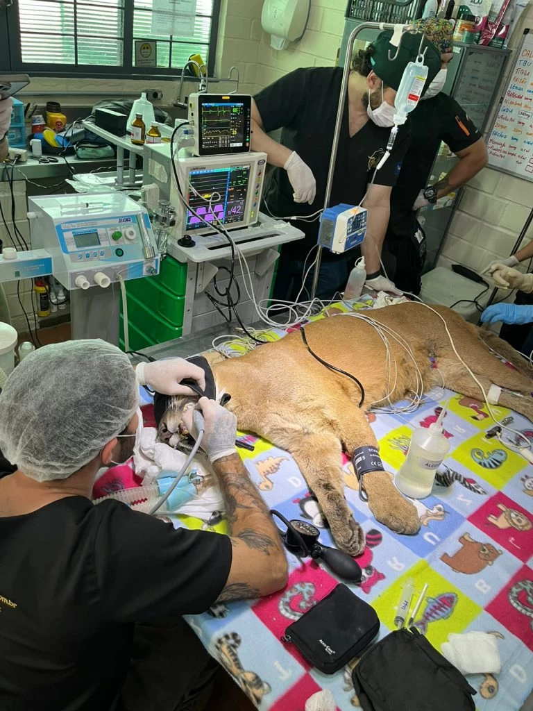 Onças e urso-de-óculos passaram por check up de rotina no Zoológico de Sorocaba