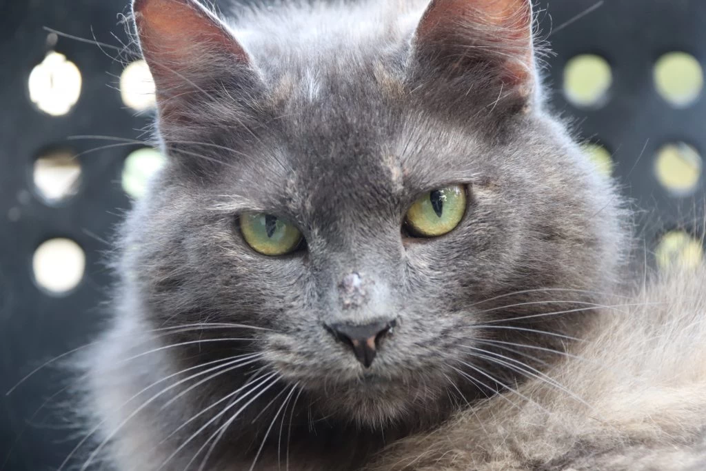 Sorocaba PET Show é atração no Parque Campolim neste domingo (8)