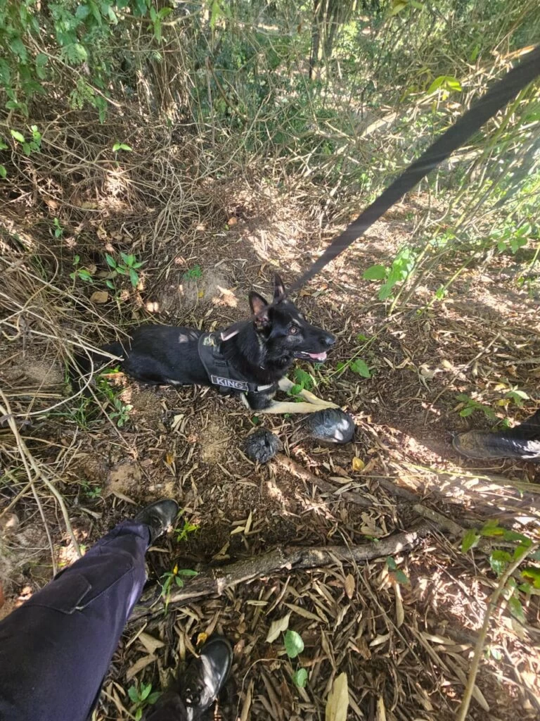 GCM apreende adolescente e 432 porções de drogas no Parque São Bento
