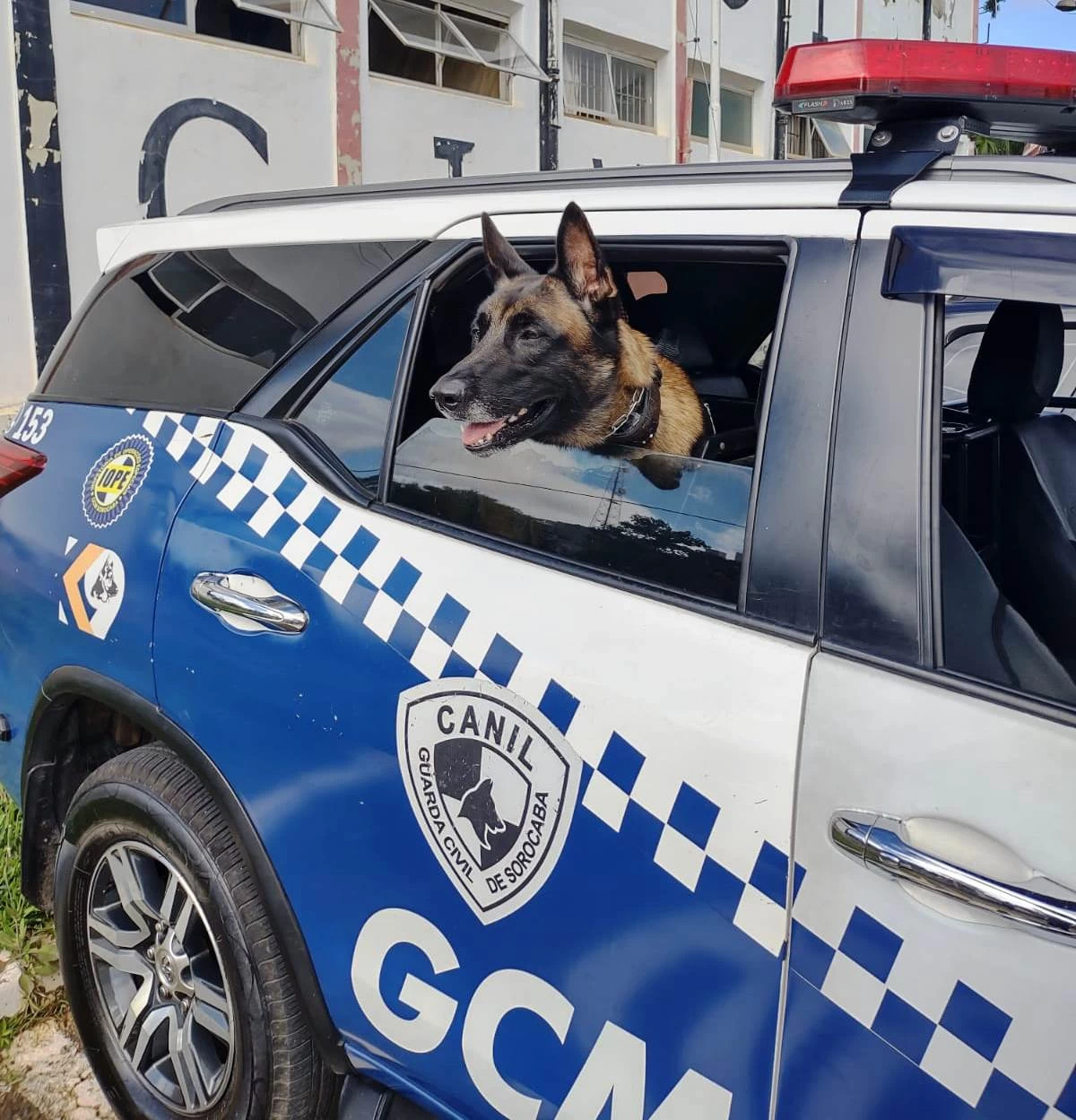 Canil da GCM de Sorocaba presta apoio à Polícia Civil e localiza drogas durante operação em Pilar do Sul