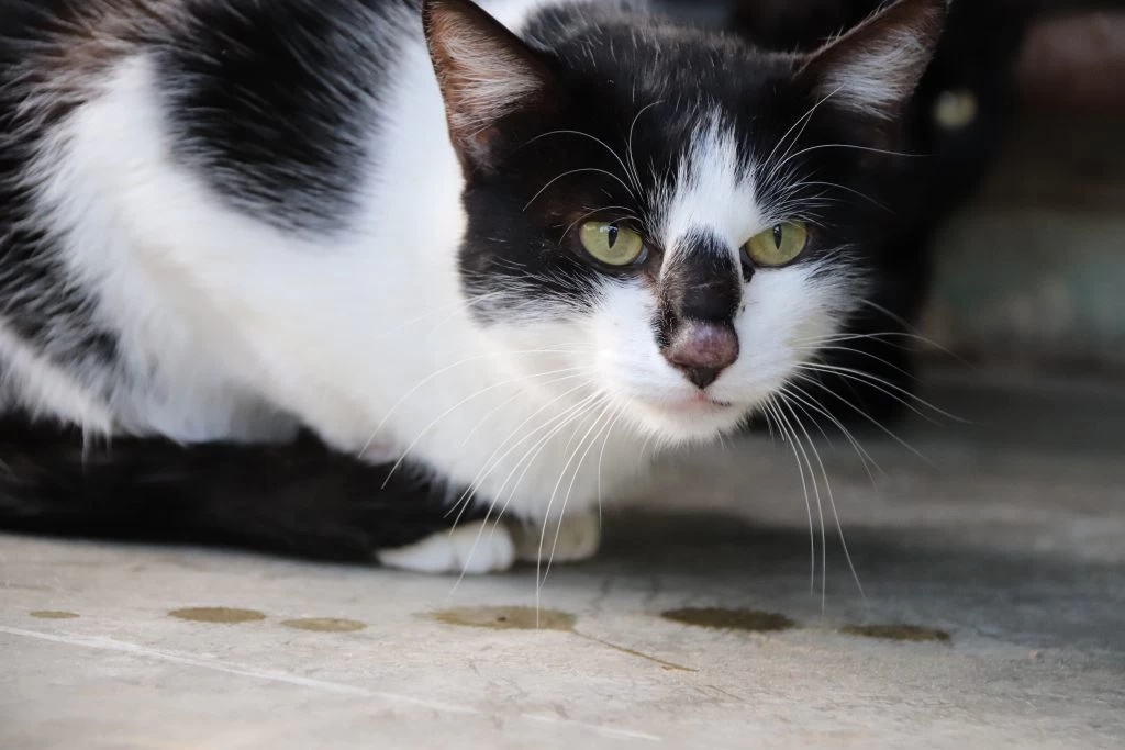 Inscrições abertas para castração de cães e gatos no mês de março em Sorocaba