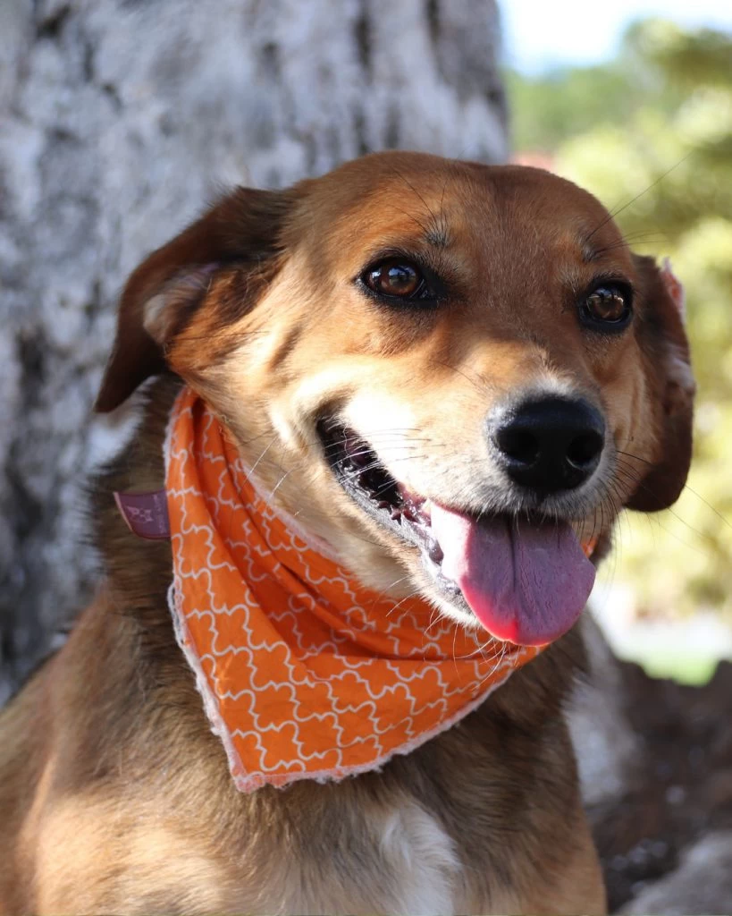 Canil Municipal da Prefeitura de Sorocaba é aberto para adoção responsável de cães e gatos no dia 25 de abril
