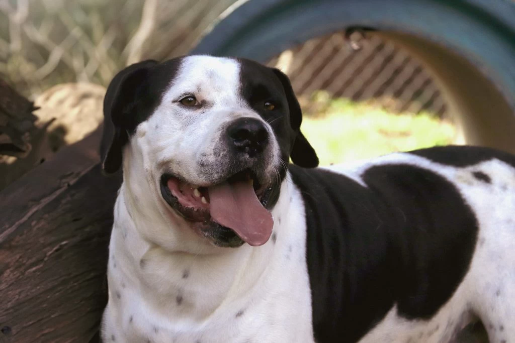 Canil Municipal de Sorocaba estará de portas abertas para adoção responsável de cães e gatos neste sábado (24)