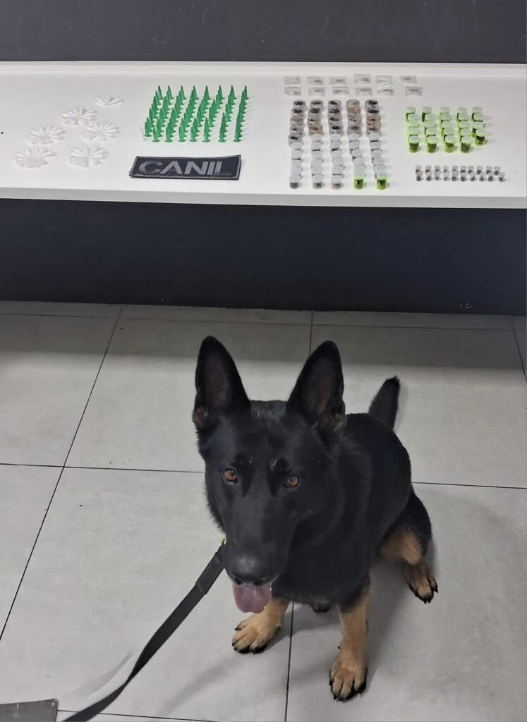 Cão farejador da GCM localiza mais de 200 porções de drogas no Parque São Bento