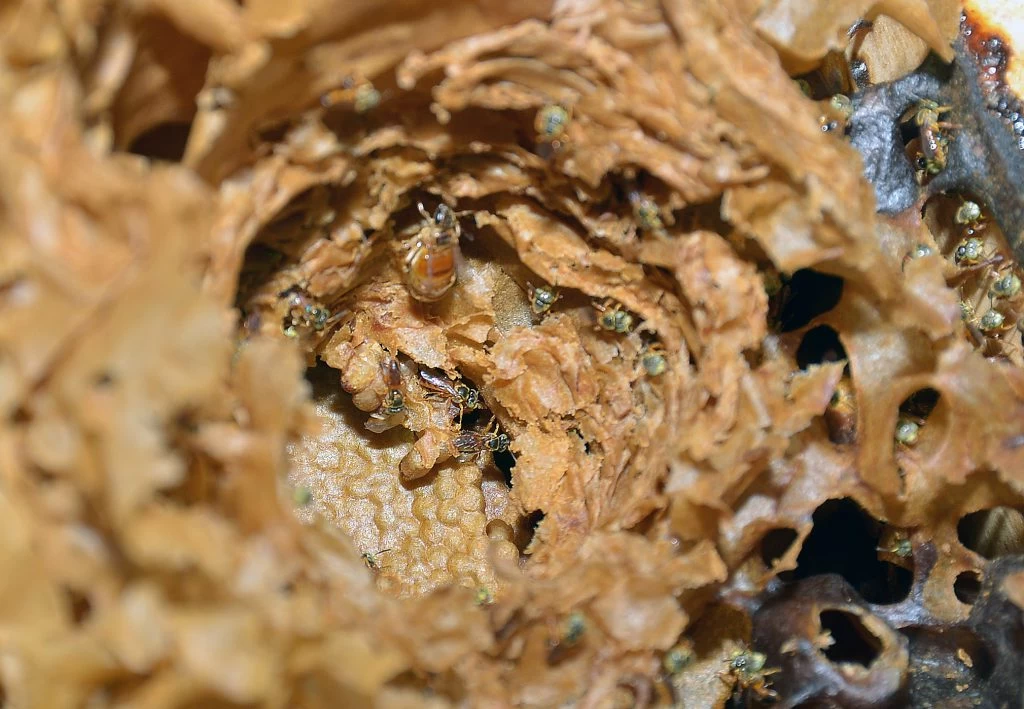 Curso gratuito no Jardim Botânico de Sorocaba ensinará como criar abelhas nativas sem ferrão